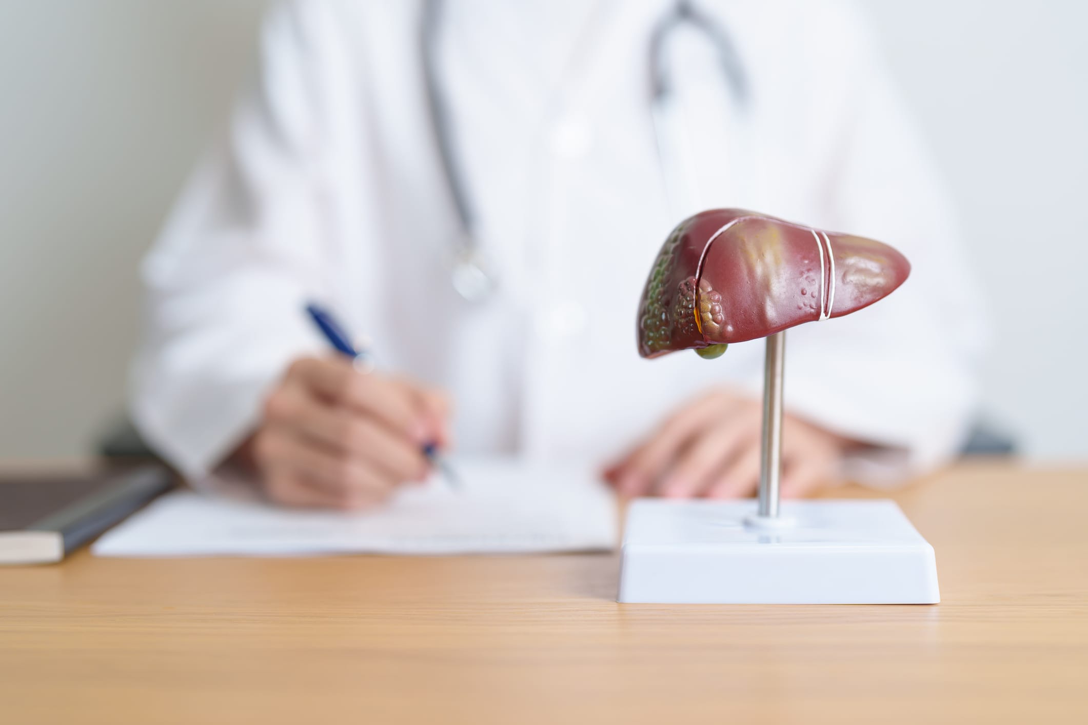 Doctor with human Liver anatomy model.