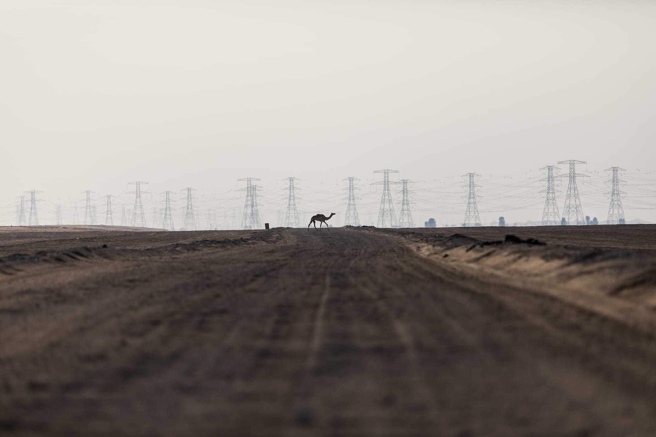 One camel crossing a dirt road in the desert with electricity pylons in the background shot from a low angle perspective, Dubai, United Arab Emirates